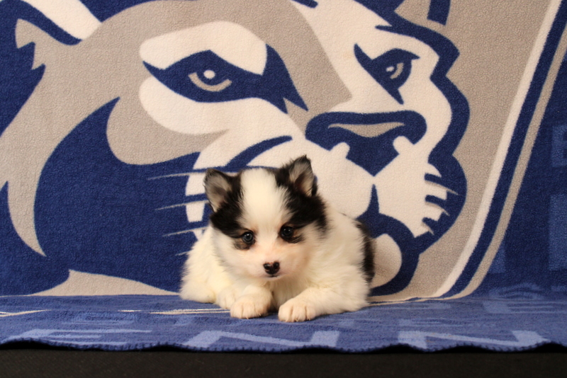 puppy, for, sale, Pomsky, Matthew B. Stoltzfus, dog, breeder, Gap, PA, dog-breeder, puppy-for-sale, forsale, nearby, find, puppyfind, locator, puppylocator, aca